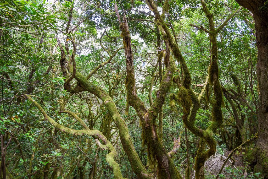 Parque Nacional de Garajonay